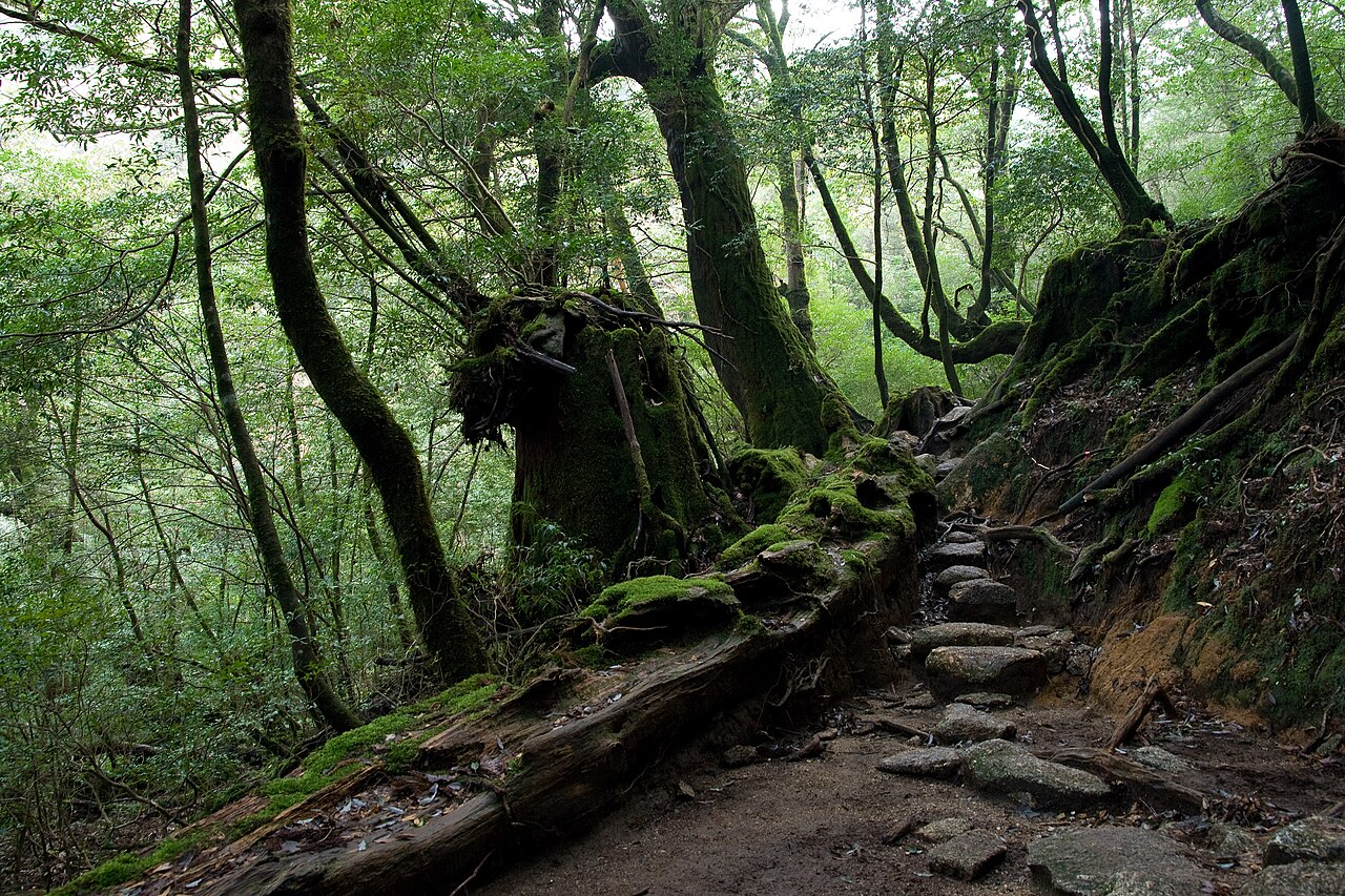 白谷雲水峡（鹿児島県）