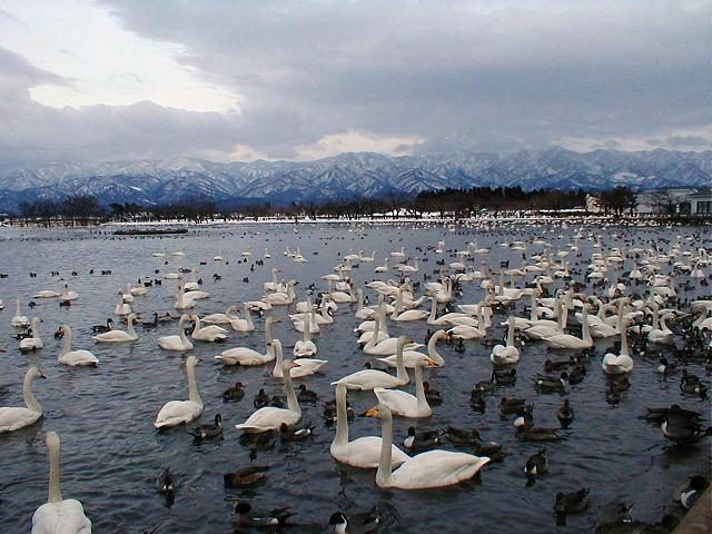 瓢湖(新潟県)